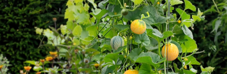 Mini honing meloen plant